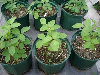 白鳥枝豆の栽培方法 ニチノウのタネ