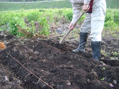 丸オクラの栽培方法 ニチノウのタネ